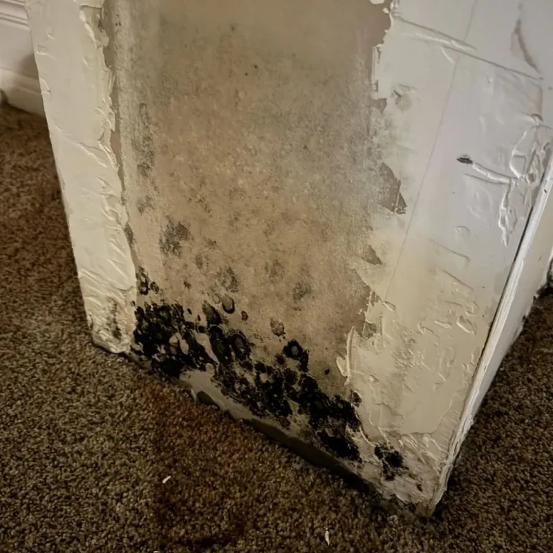 Professional Mold Removal in South San Francisco, CA